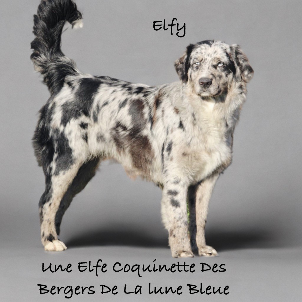 Une elfe coquinette Des Bergers De La Lune Bleue