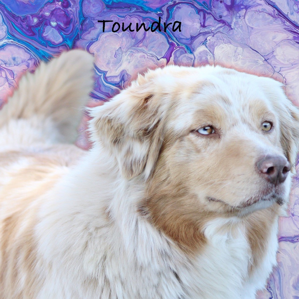 Toundra (Sans Affixe)