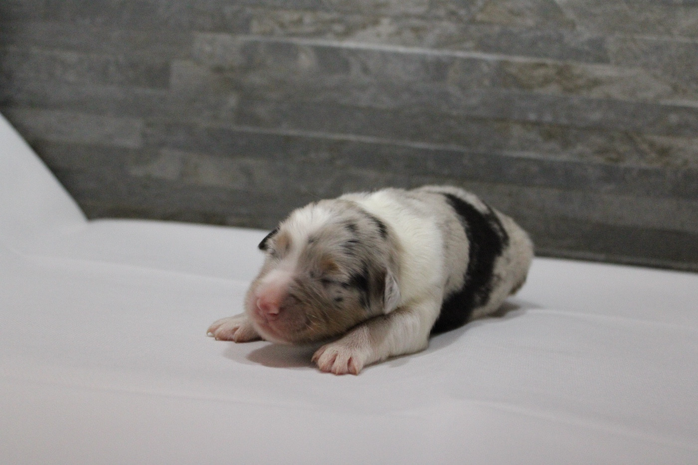 de l'Odyssée de Crispy - Chiots disponibles - Berger Australien