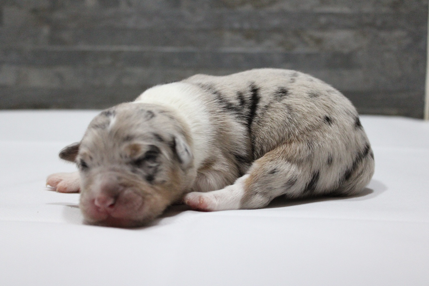 de l'Odyssée de Crispy - Chiots disponibles - Berger Australien