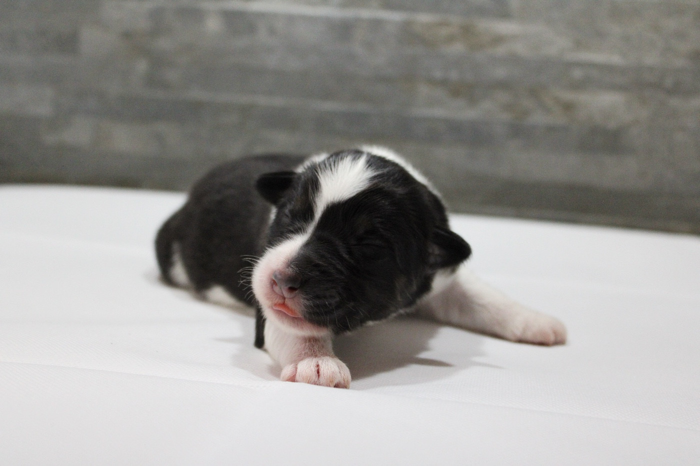 de l'Odyssée de Crispy - Chiots disponibles - Berger Australien