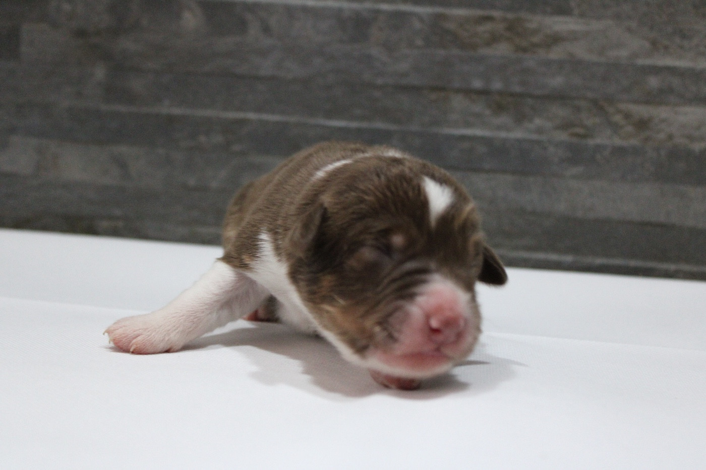 de l'Odyssée de Crispy - Chiots disponibles - Berger Australien