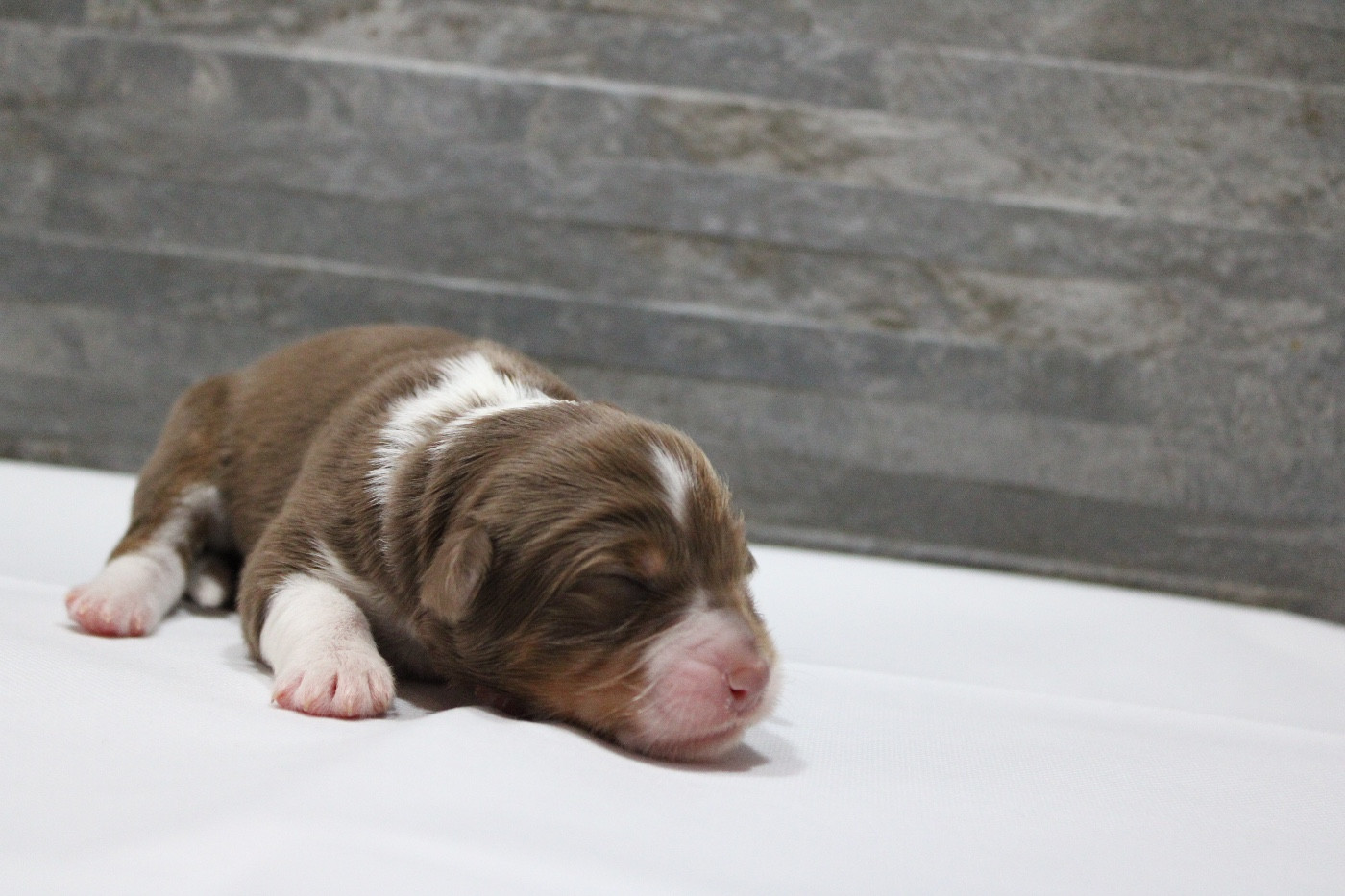 de l'Odyssée de Crispy - Chiots disponibles - Berger Australien