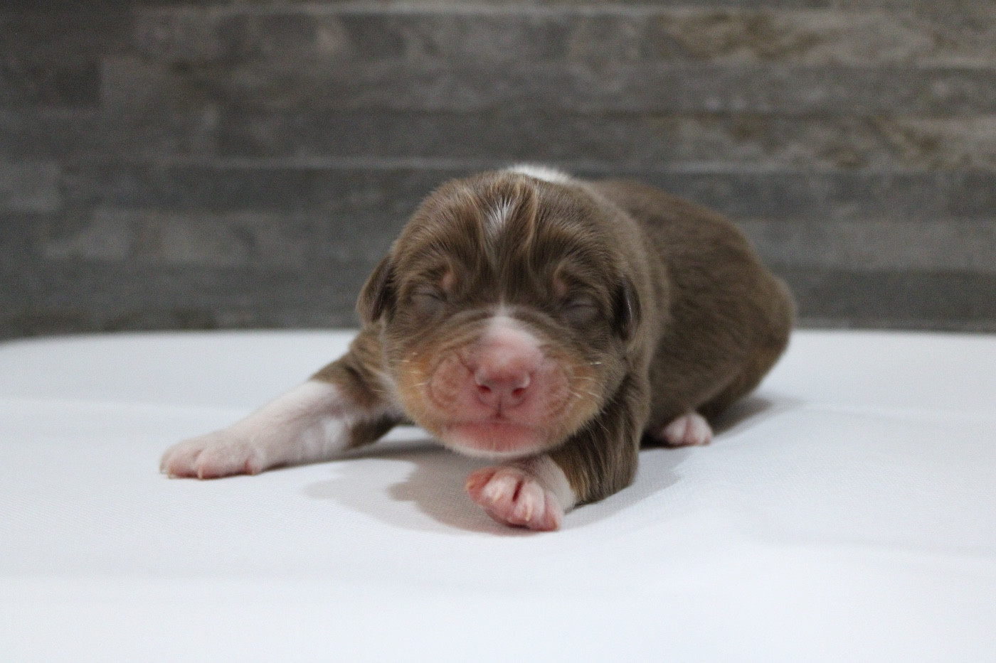 de l'Odyssée de Crispy - Chiots disponibles - Berger Australien