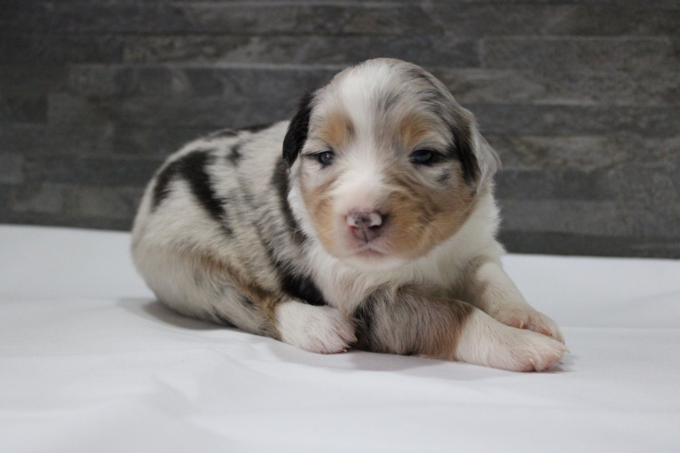 de l'Odyssée de Crispy - Chiots disponibles - Berger Australien