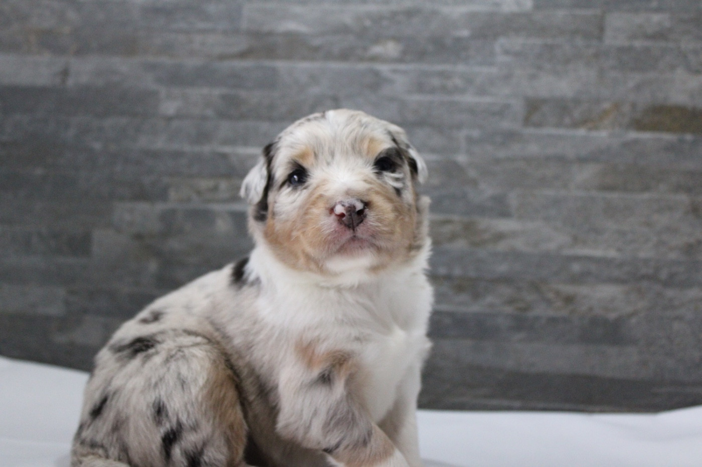 de l'Odyssée de Crispy - Chiots disponibles - Berger Australien