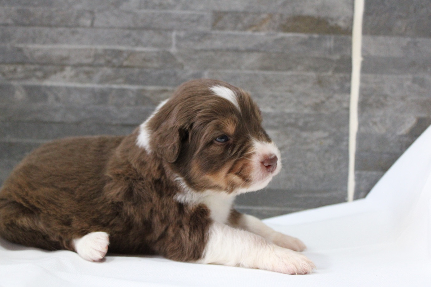 de l'Odyssée de Crispy - Chiots disponibles - Berger Australien