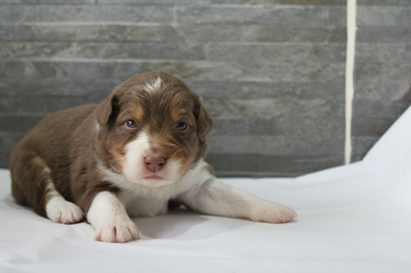 de l'Odyssée de Crispy - Chiots disponibles - Berger Australien