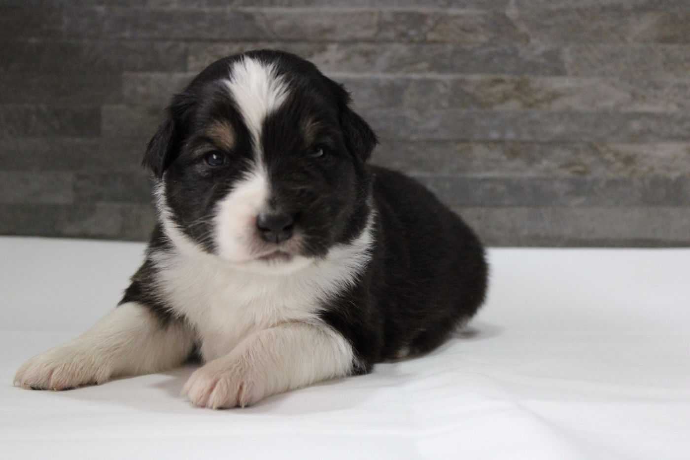 de l'Odyssée de Crispy - Chiots disponibles - Berger Australien