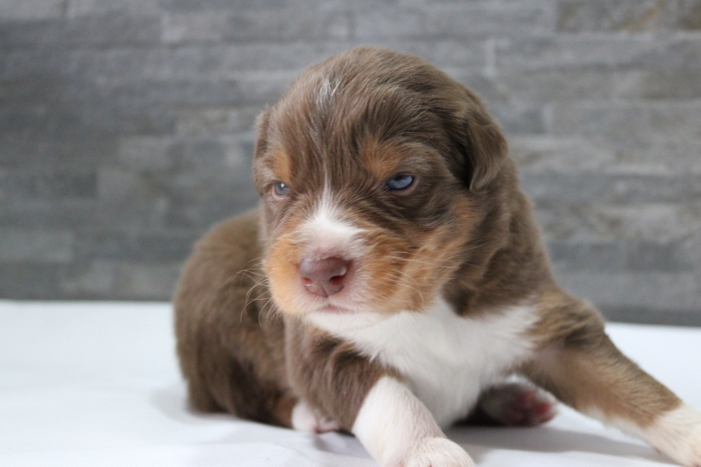 de l'Odyssée de Crispy - Chiots disponibles - Berger Australien