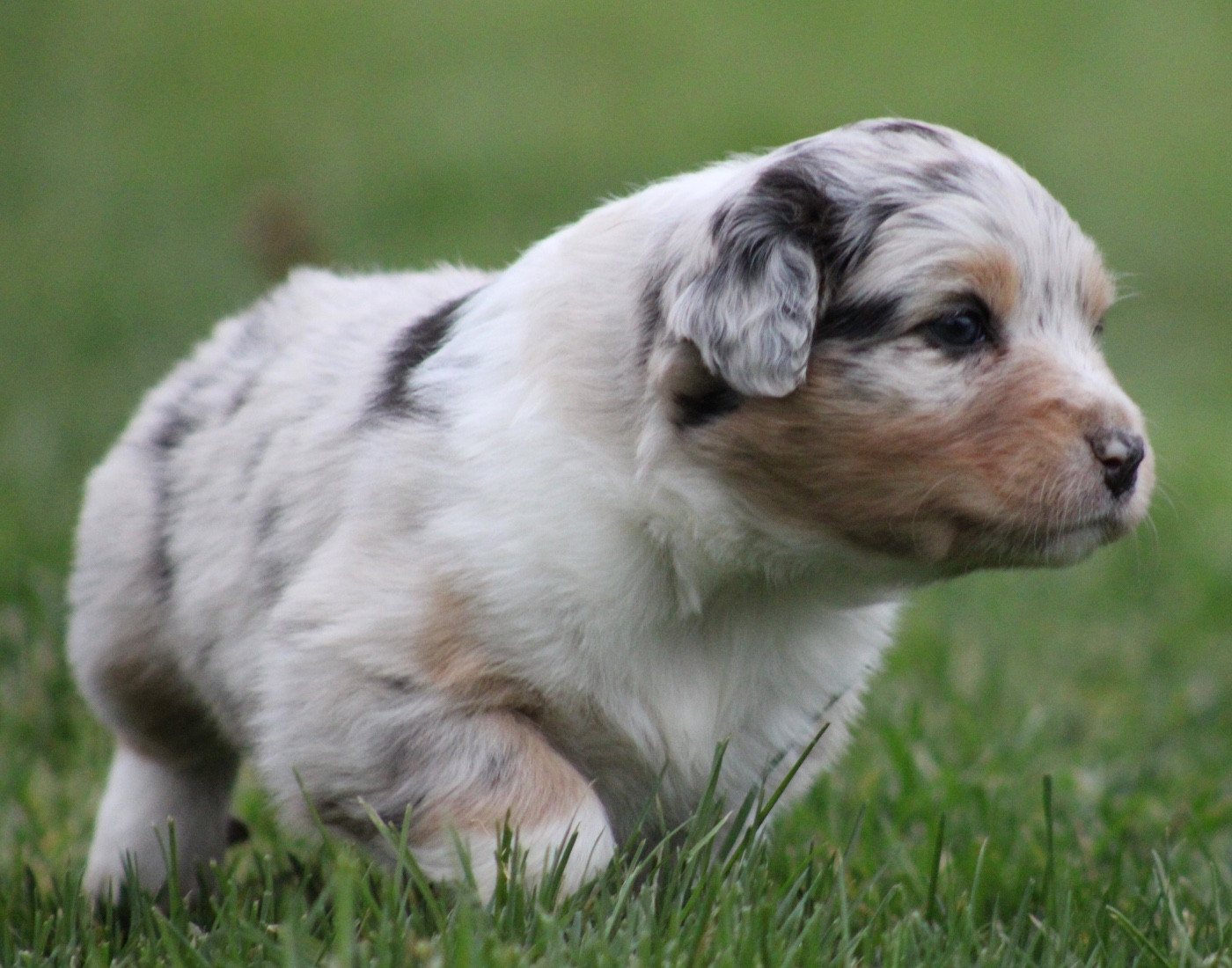de l'Odyssée de Crispy - Chiots disponibles - Berger Australien