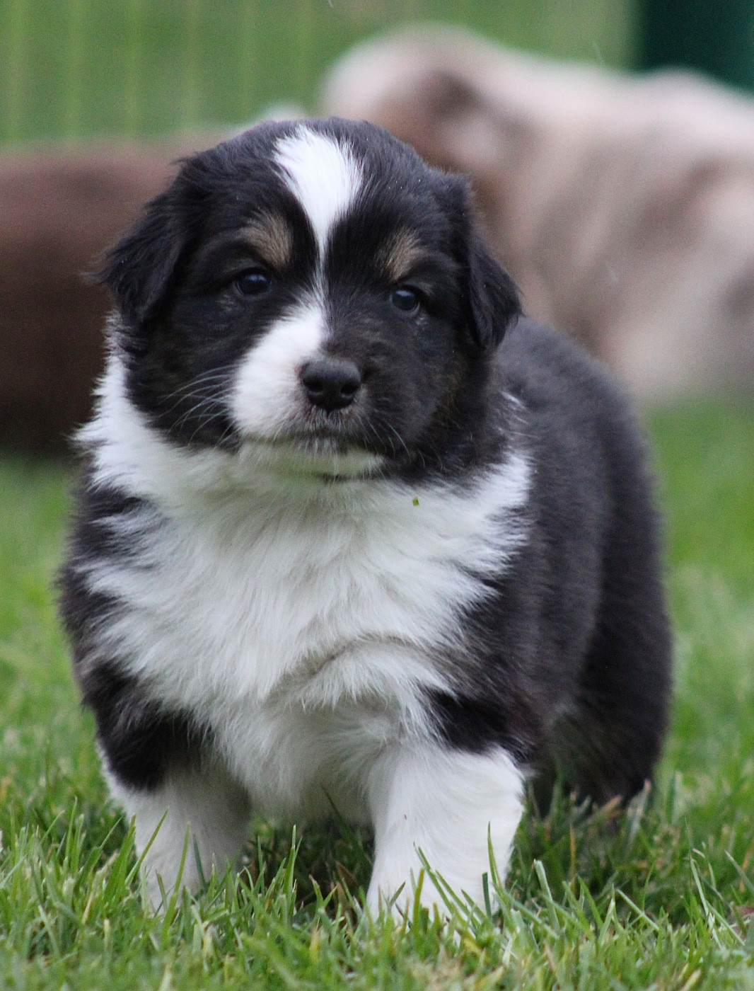 de l'Odyssée de Crispy - Chiots disponibles - Berger Australien