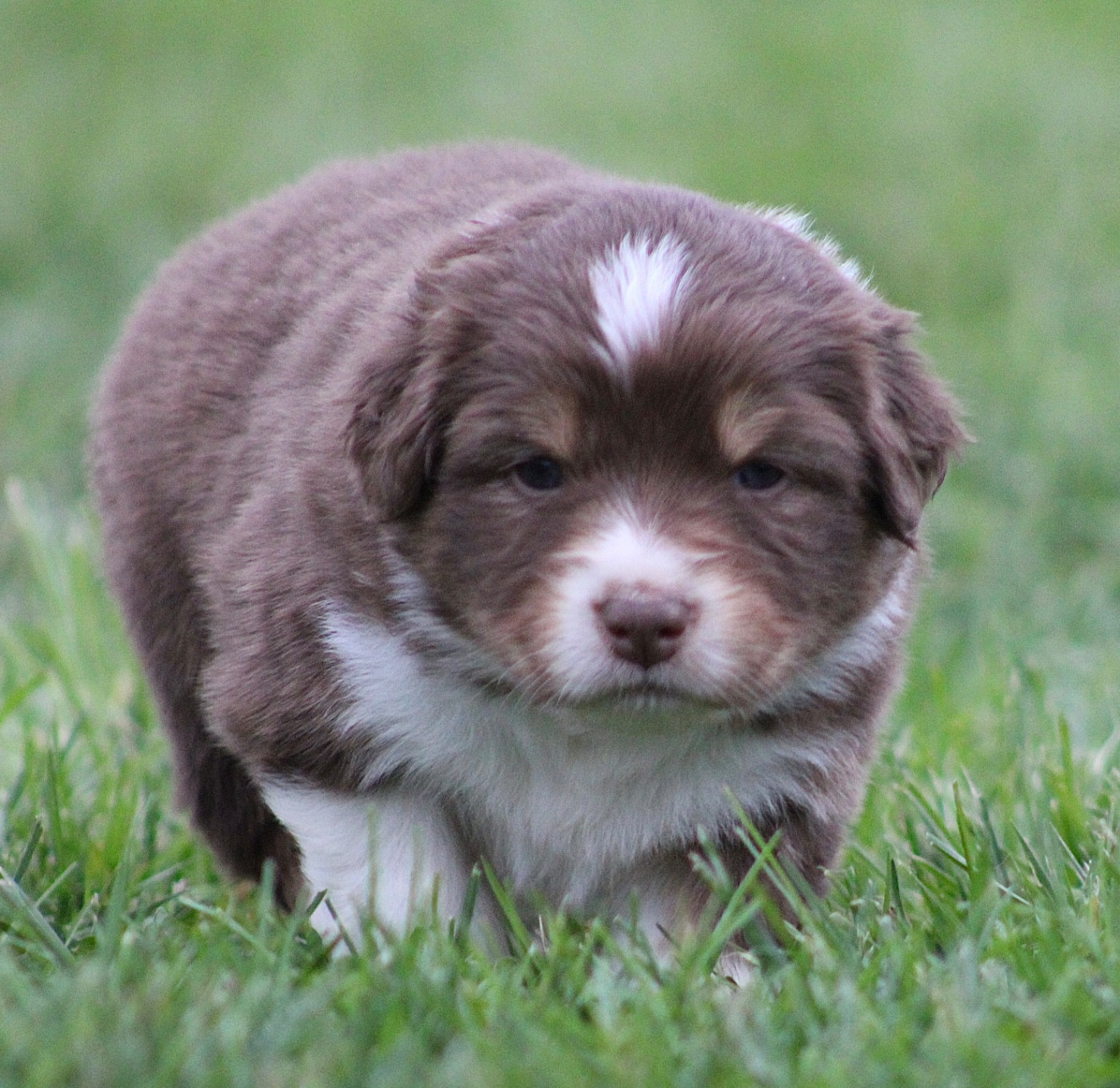 de l'Odyssée de Crispy - Chiots disponibles - Berger Australien