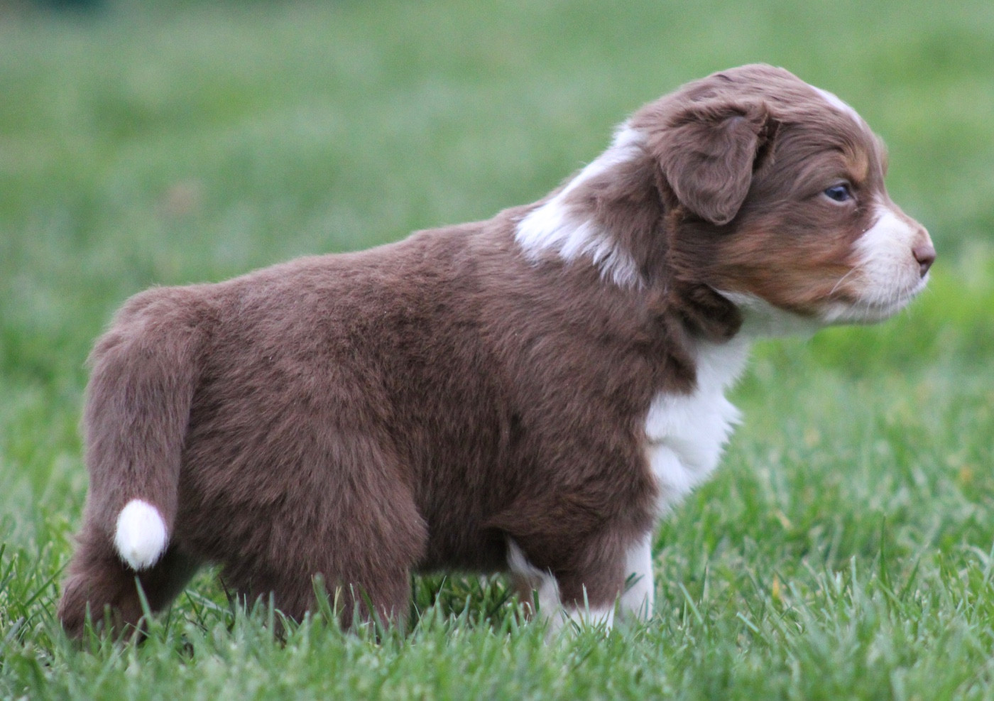 de l'Odyssée de Crispy - Chiots disponibles - Berger Australien