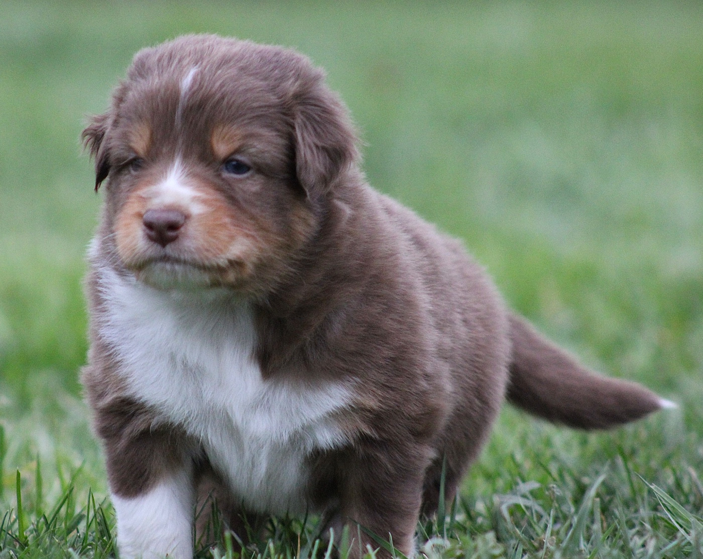 de l'Odyssée de Crispy - Chiots disponibles - Berger Australien