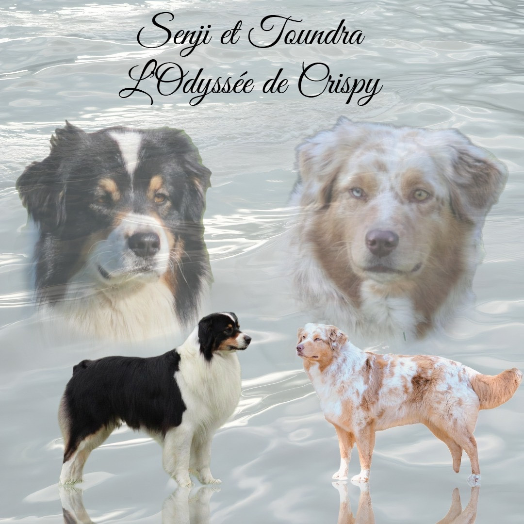 de l'Odyssée de Crispy - Berger Australien - Portée née le 06/01/2026