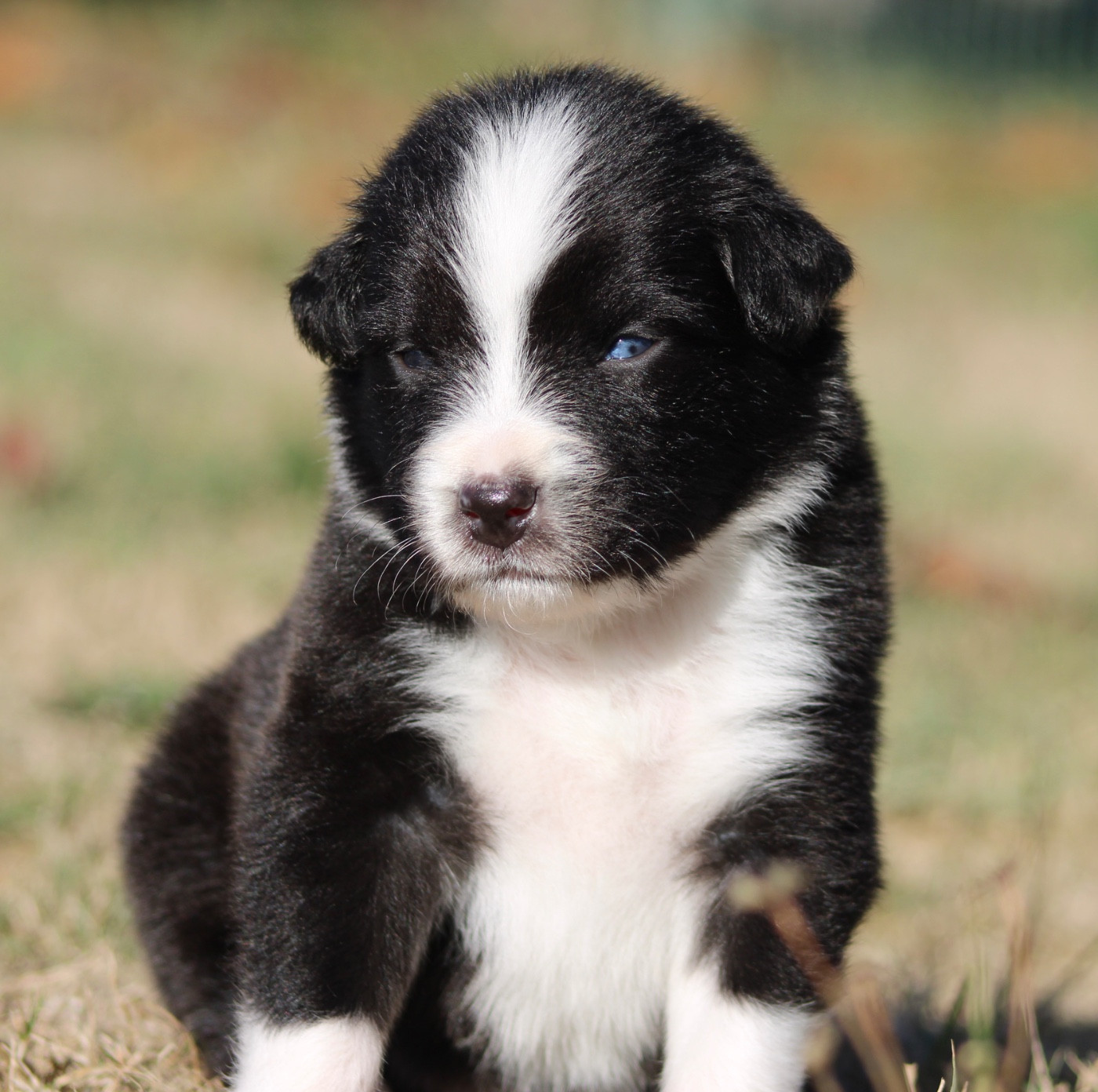de l'Odyssée de Crispy - Chiots disponibles - Berger Australien