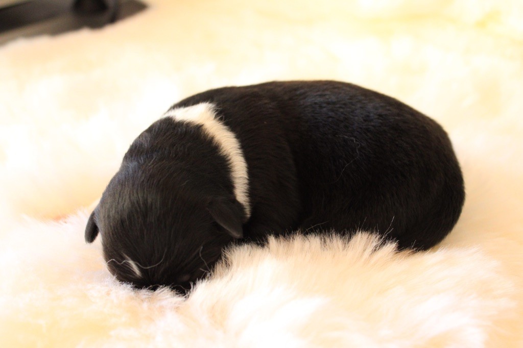 de l'Odyssée de Crispy - Chiots disponibles - Berger Australien