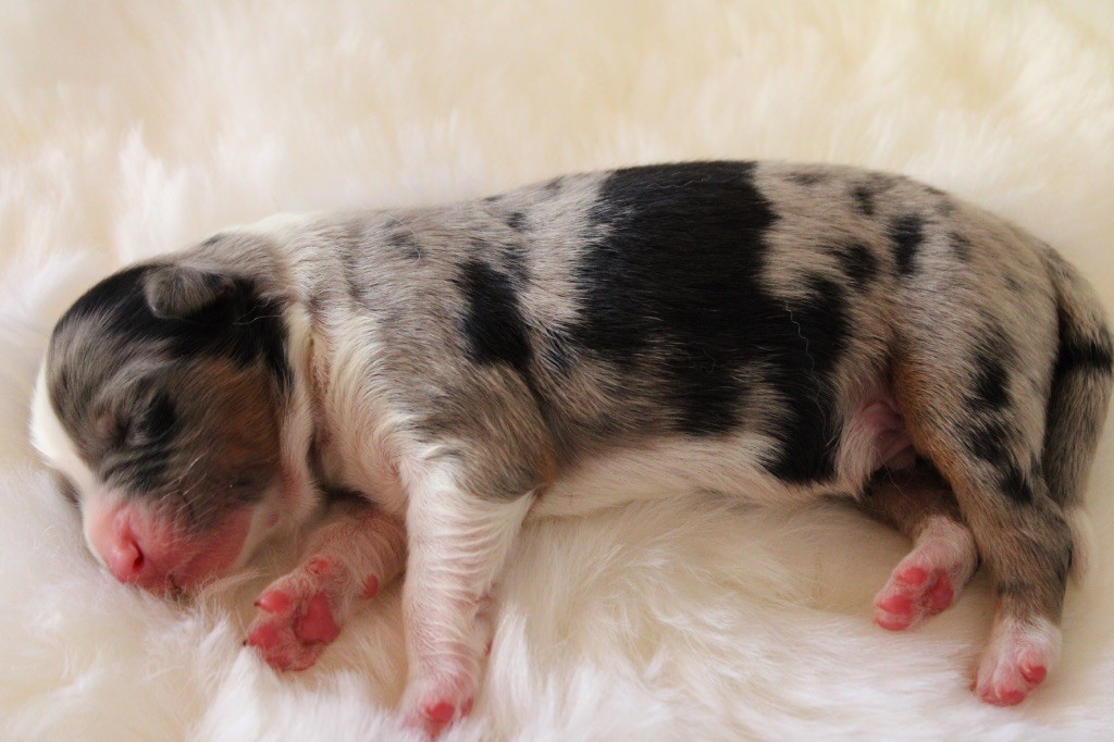 de l'Odyssée de Crispy - Chiots disponibles - Berger Australien