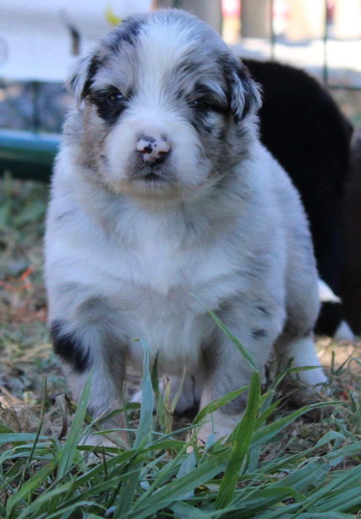 de l'Odyssée de Crispy - Chiots disponibles - Berger Australien