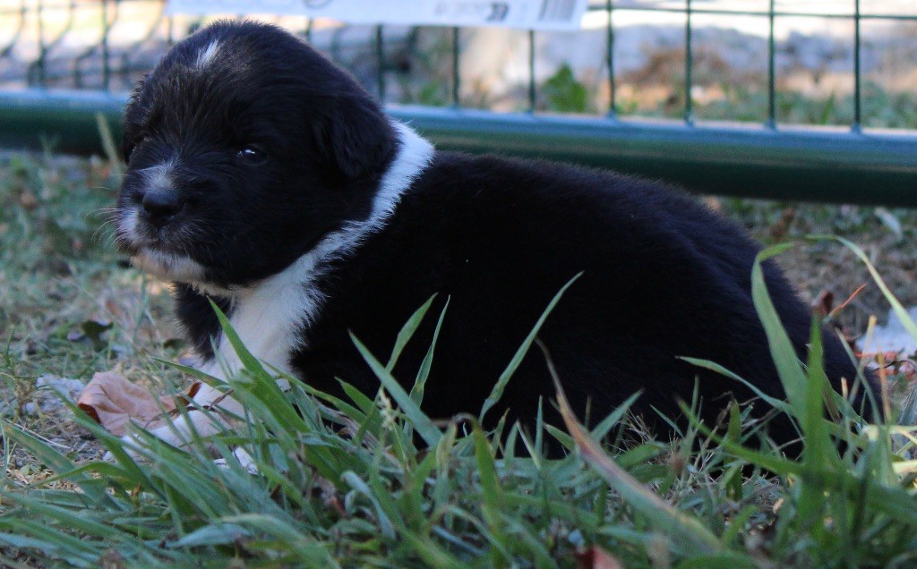 de l'Odyssée de Crispy - Chiots disponibles - Berger Australien