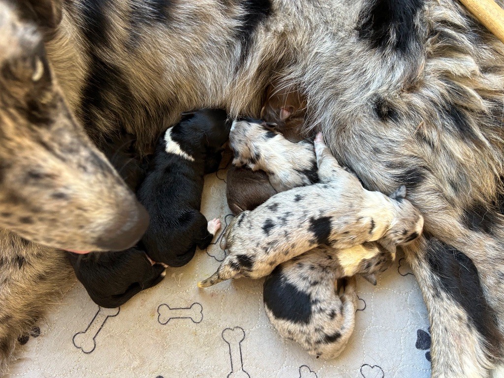 Chiot Berger Australien de l'Odyssée de Crispy