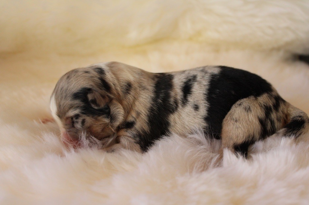 de l'Odyssée de Crispy - Chiots disponibles - Berger Australien