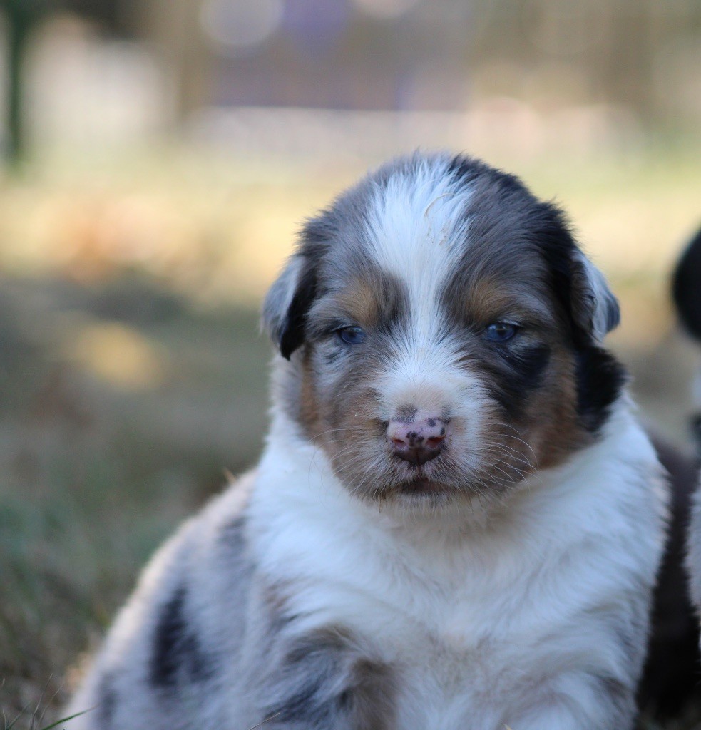 de l'Odyssée de Crispy - Chiots disponibles - Berger Australien
