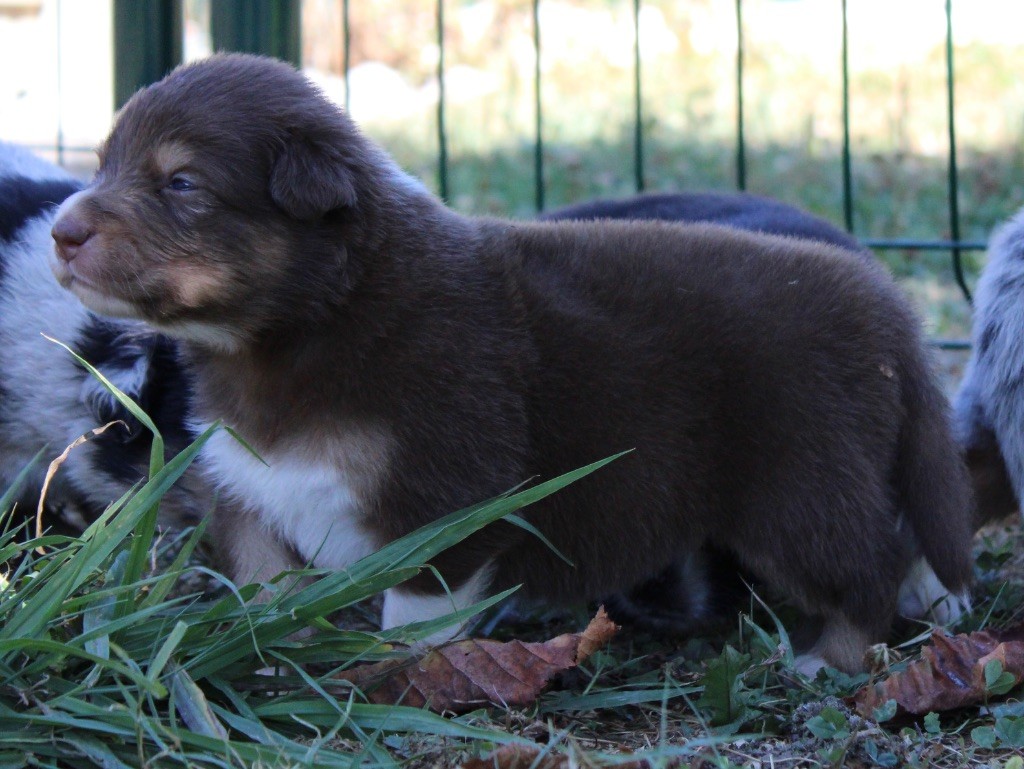 de l'Odyssée de Crispy - Chiots disponibles - Berger Australien