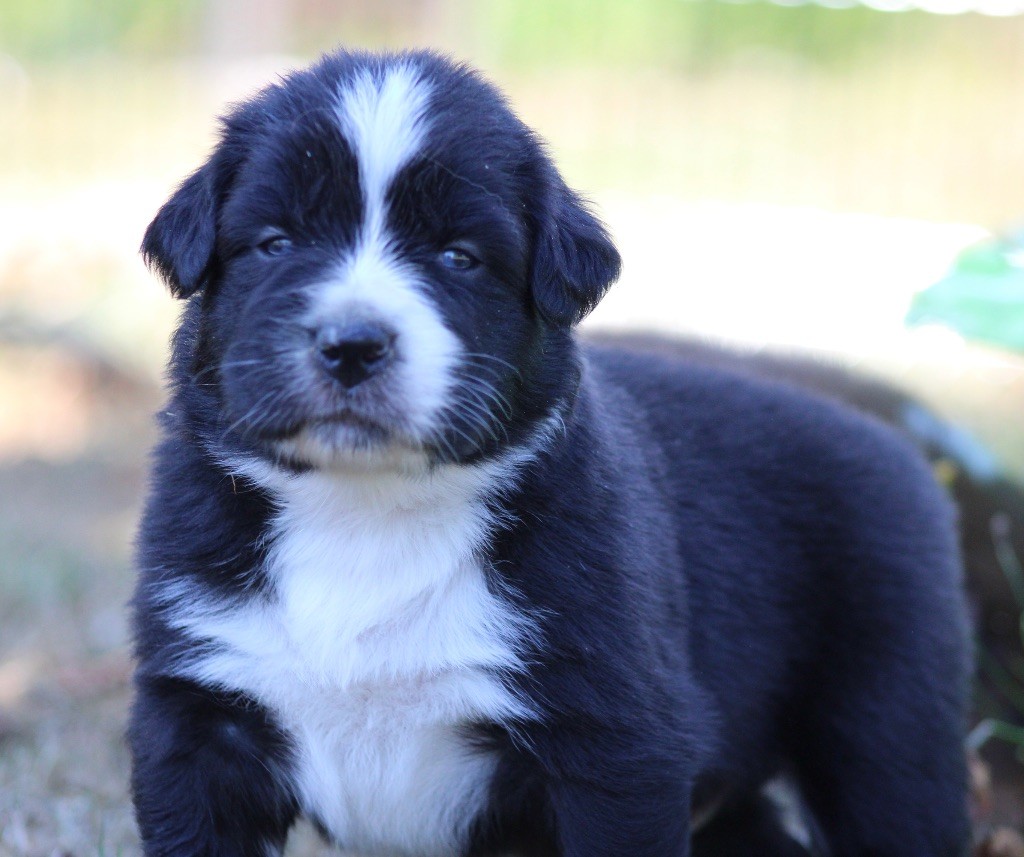 de l'Odyssée de Crispy - Chiots disponibles - Berger Australien